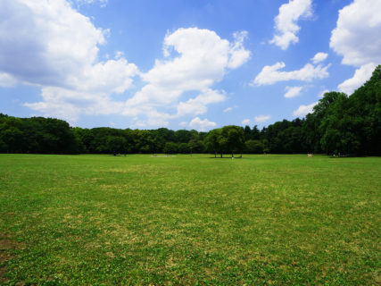 桜の季節です。